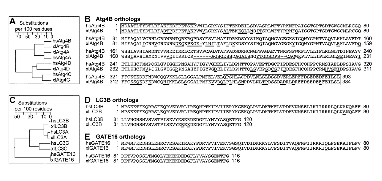 Tag removal from proteins expressed in pro- and eukaryotic hosts