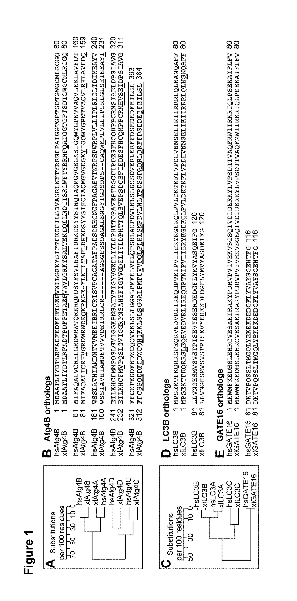 Tag removal from proteins expressed in pro- and eukaryotic hosts