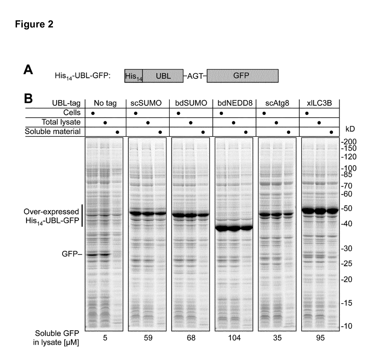 Tag removal from proteins expressed in pro- and eukaryotic hosts