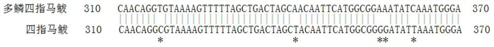 Molecular identification method for eleutheronema rhadinum and eleutheronema tetradactylum based on COI gene sequence