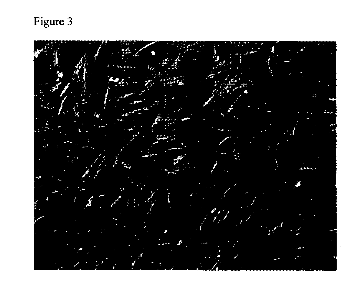 Clinic compliant method for banking human placental mesenchymal cells