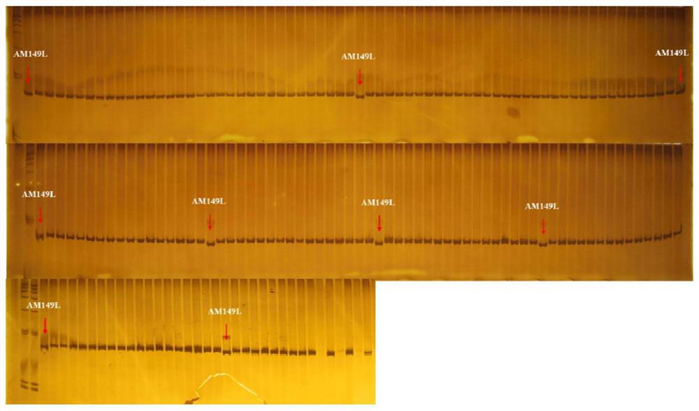 Indel marker linked with cucumber long hypocotyledonary axis gene lh1, primer for screening cucumber long hypocotyledonary axis gene lh1, kit for identifying cucumber germplasm resources with cucumber long hypocotyledonary axis gene lh1, and application of Indel marker