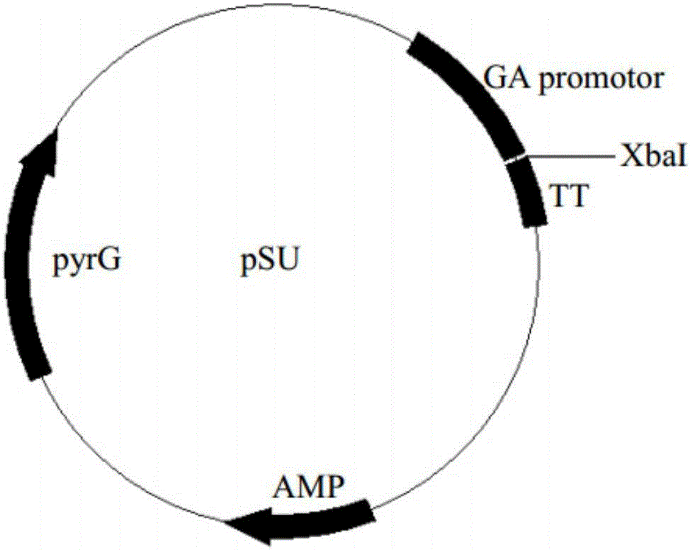 Proline protease mutant and application thereof