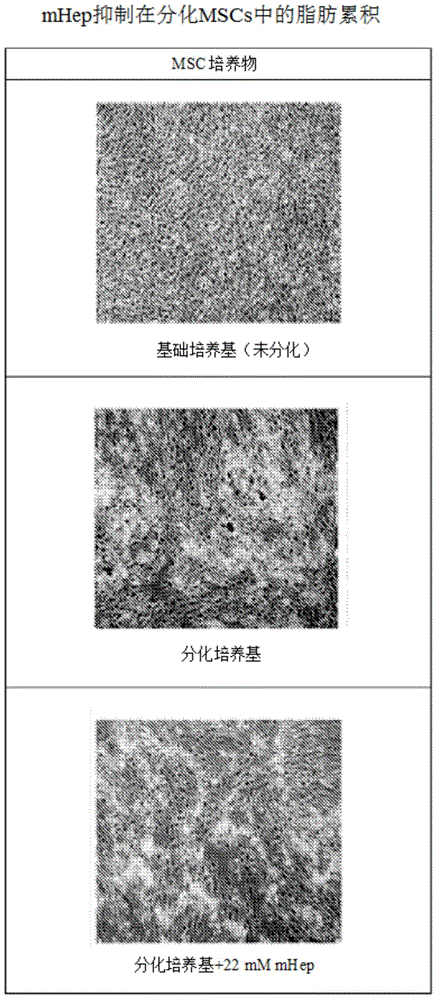 A composition comprising mannoheptulose for use in the treatment or prevention of overweight and obesity