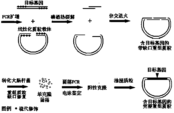 Novel gene cloning method independent of enzymes