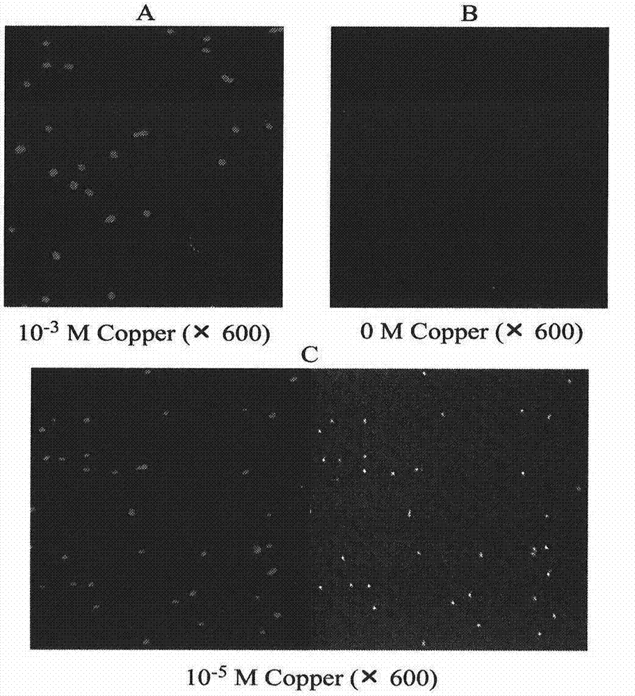 Microbiological method for detection of heavy metal copper in water body