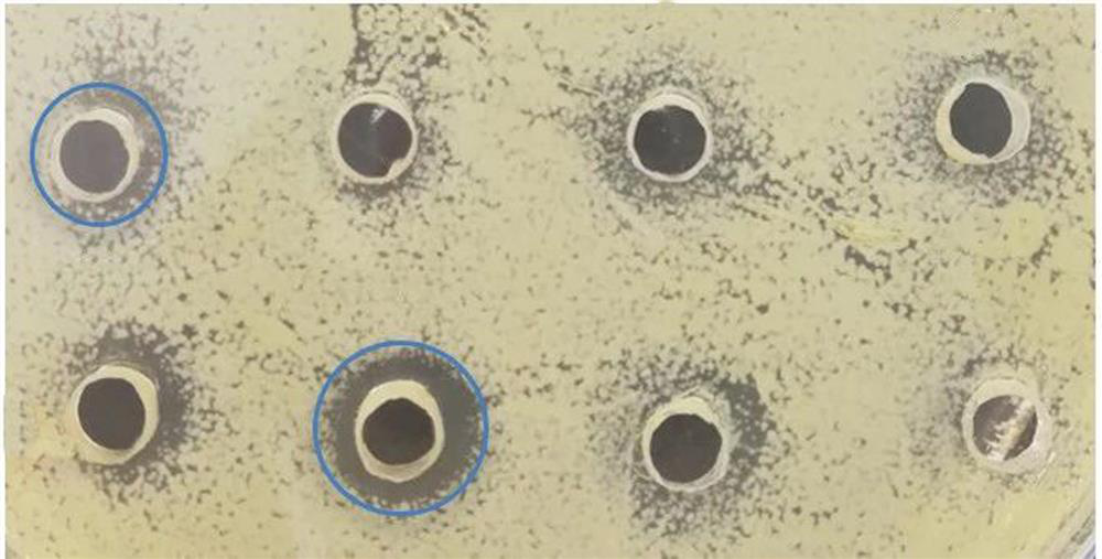 Bacillus licheniformis for preventing and treating animal diarrhea and microecological preparation thereof