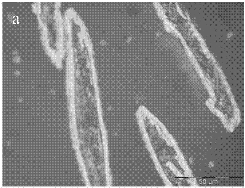 Preparation method of graphite sheet surface chemical plating iron-nickel alloy layer