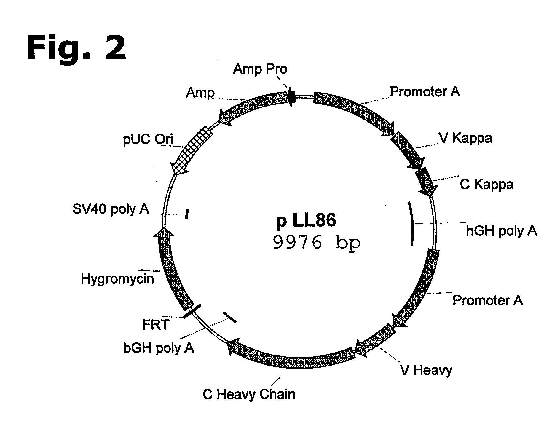 Method for manufacturing recombinant polyclonal proteins