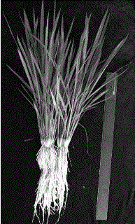 Method for determining physical form of fibrous root plant