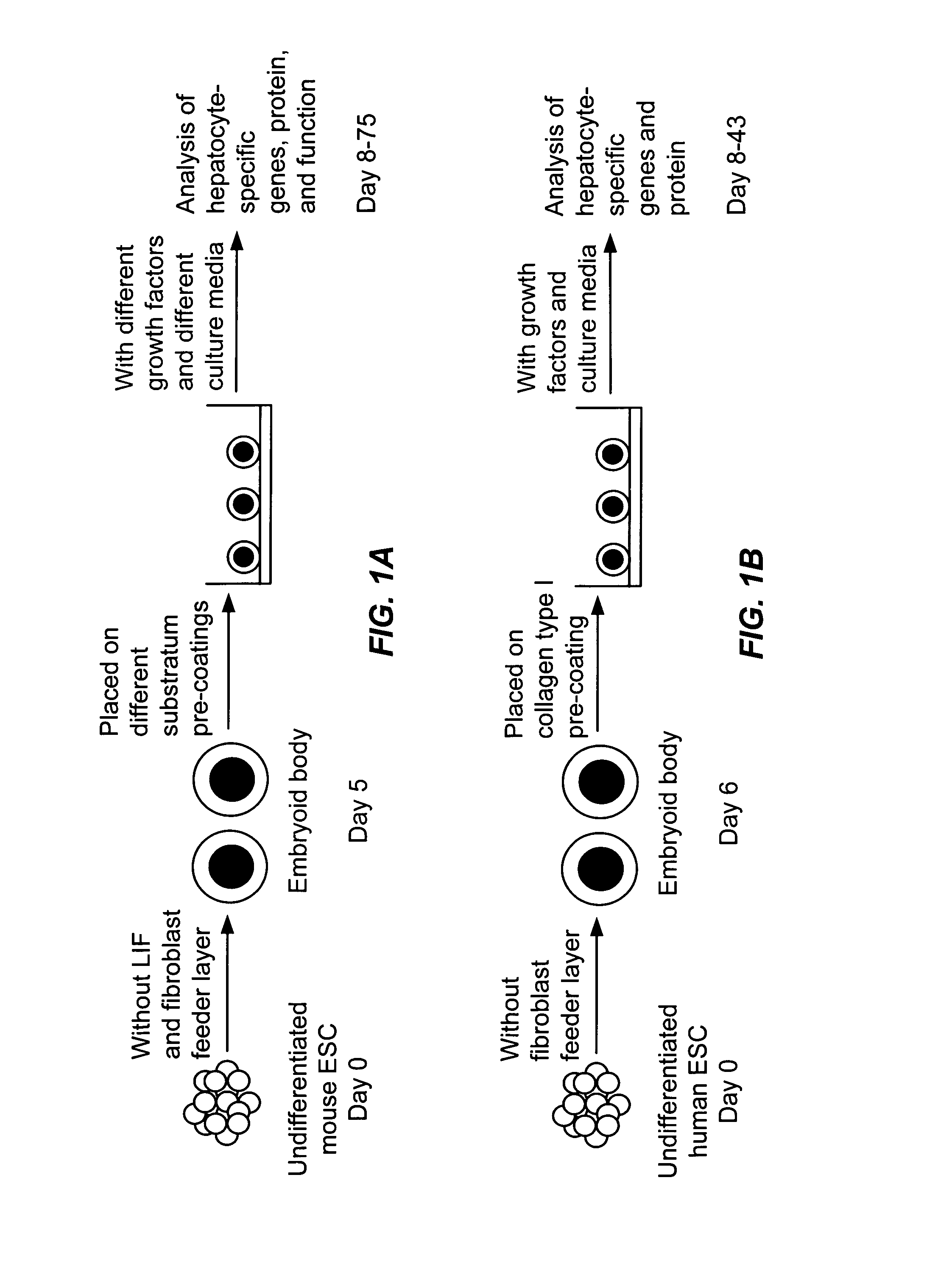 Methods for maintaining hepatocytes in culture and for differentiating embryonic stem cells along a hepatocyte lineage