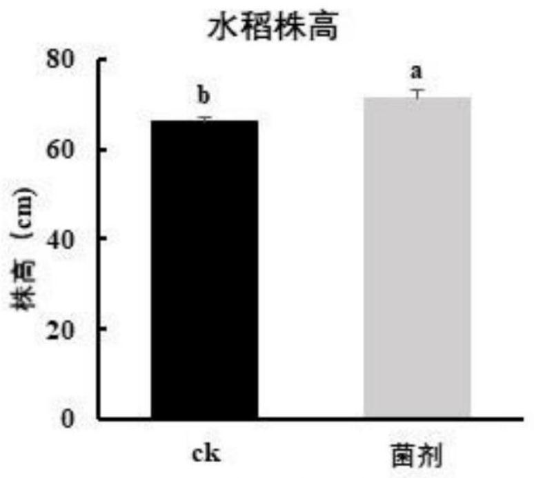 Application of bacillus in rice cadmium pollution remediation