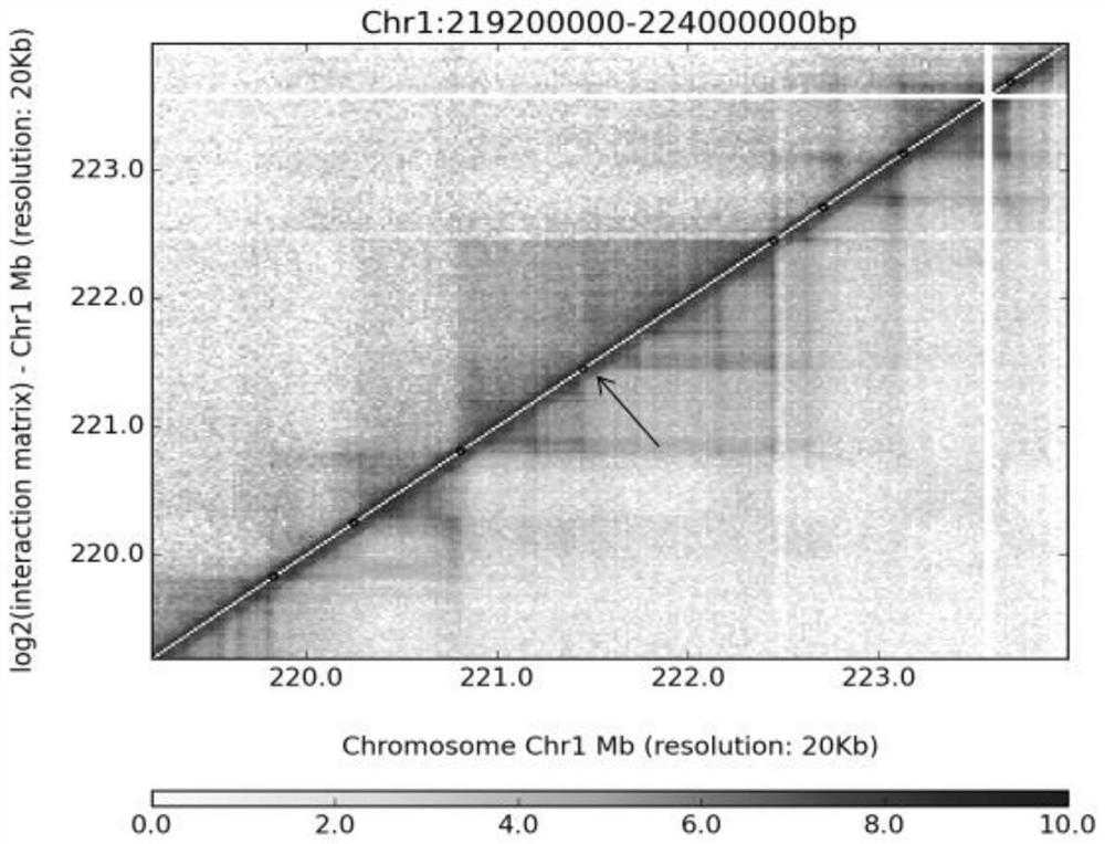 Method for analyzing and mining functional genes by combining genome three-dimensional structure difference identification and transcriptome gene expression level difference