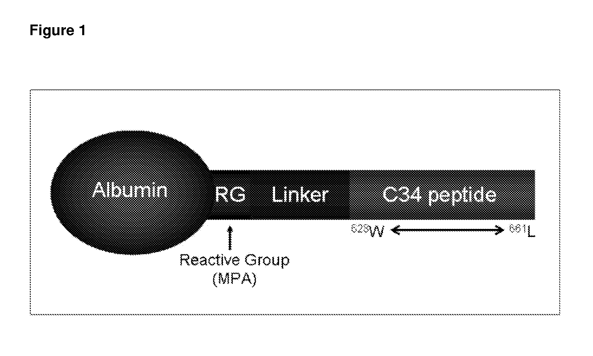 Long lasting inhibitors of viral infection