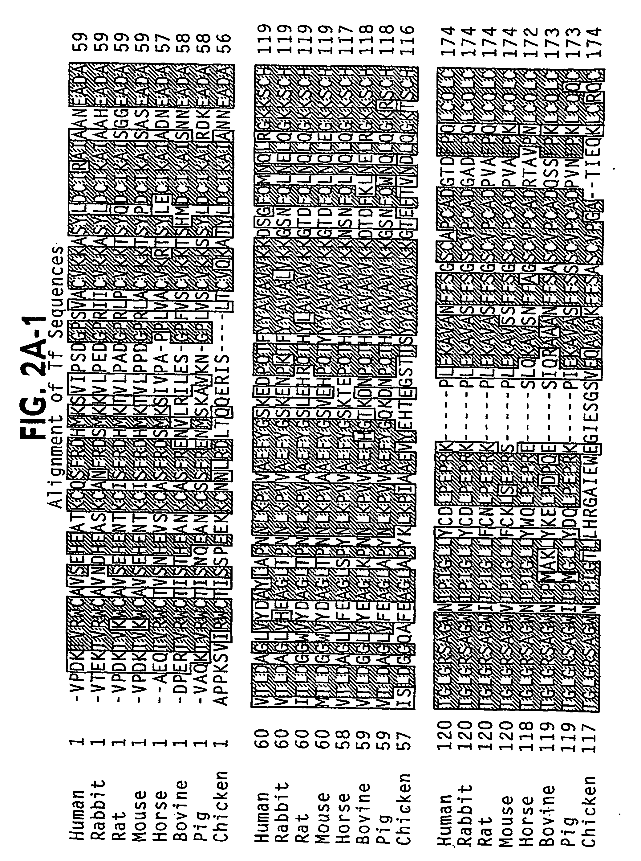 Modified transferin-antibody fusion proteins