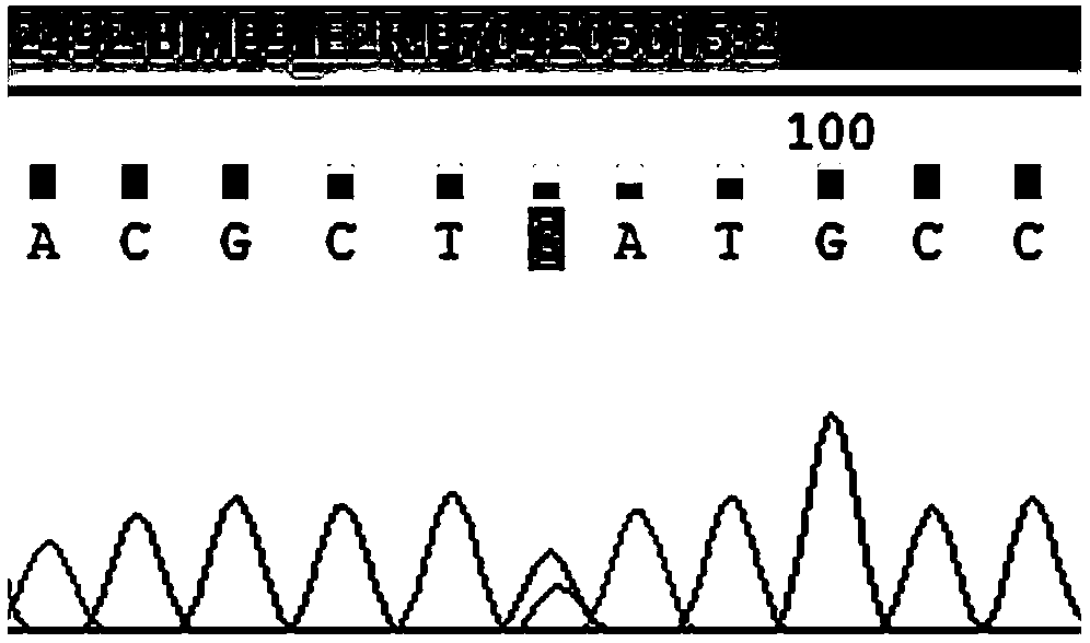 Pulmonary arterial hypertension associated mutant BMP9 gene and application thereof