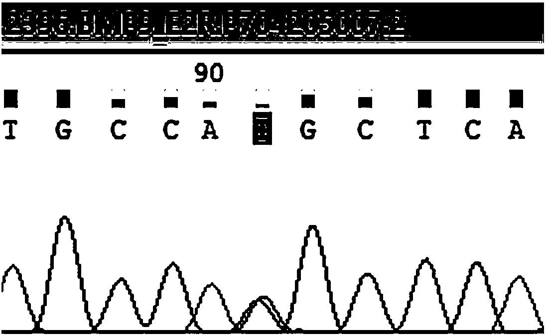 Pulmonary arterial hypertension associated mutant BMP9 gene and application thereof