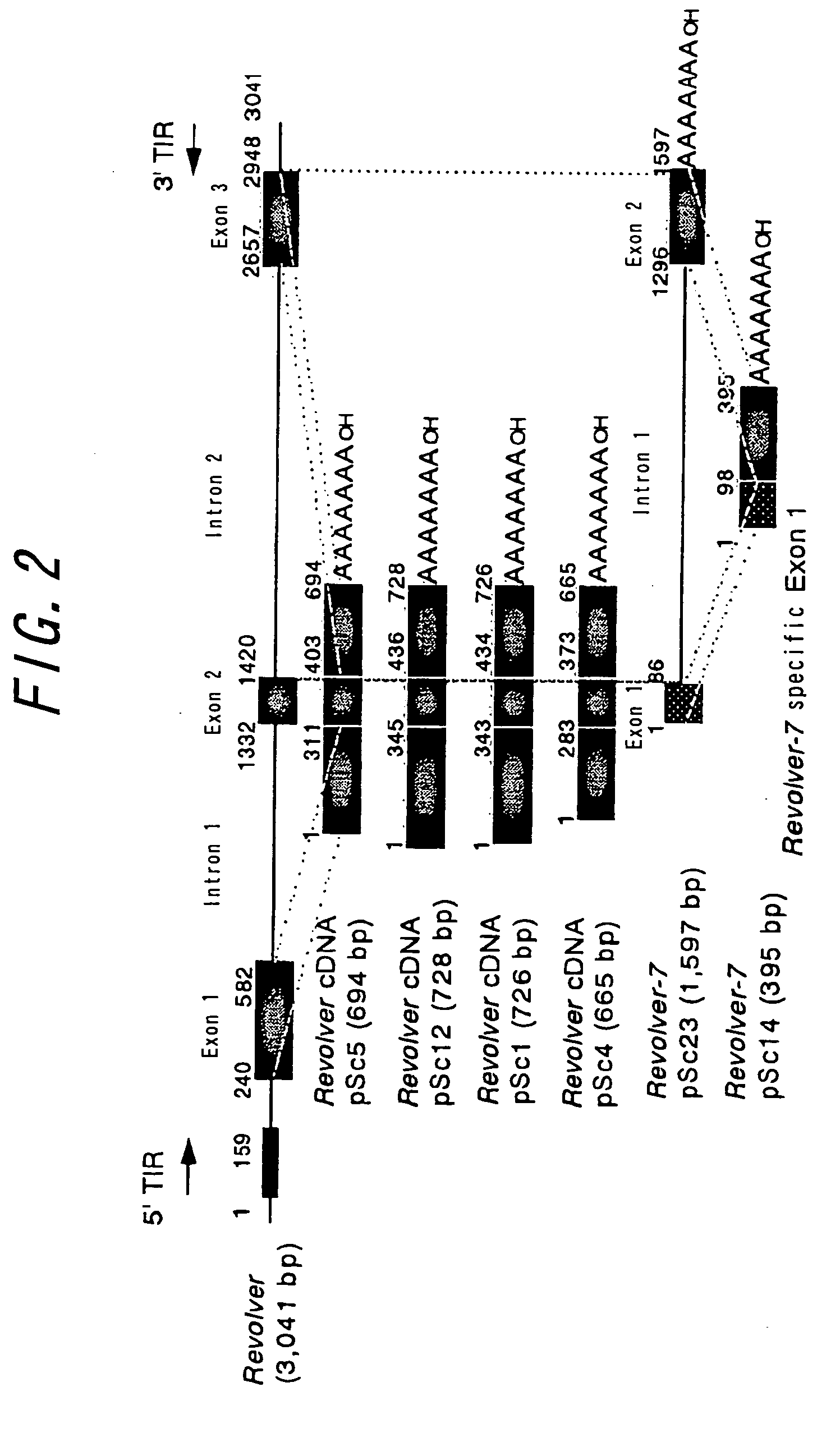 Novel transposon-like element