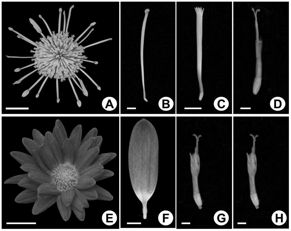 Floral character associated molecular marker screening method of amenone form chrysanthemum and application of method