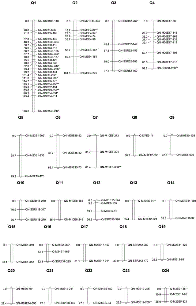 Floral character associated molecular marker screening method of amenone form chrysanthemum and application of method