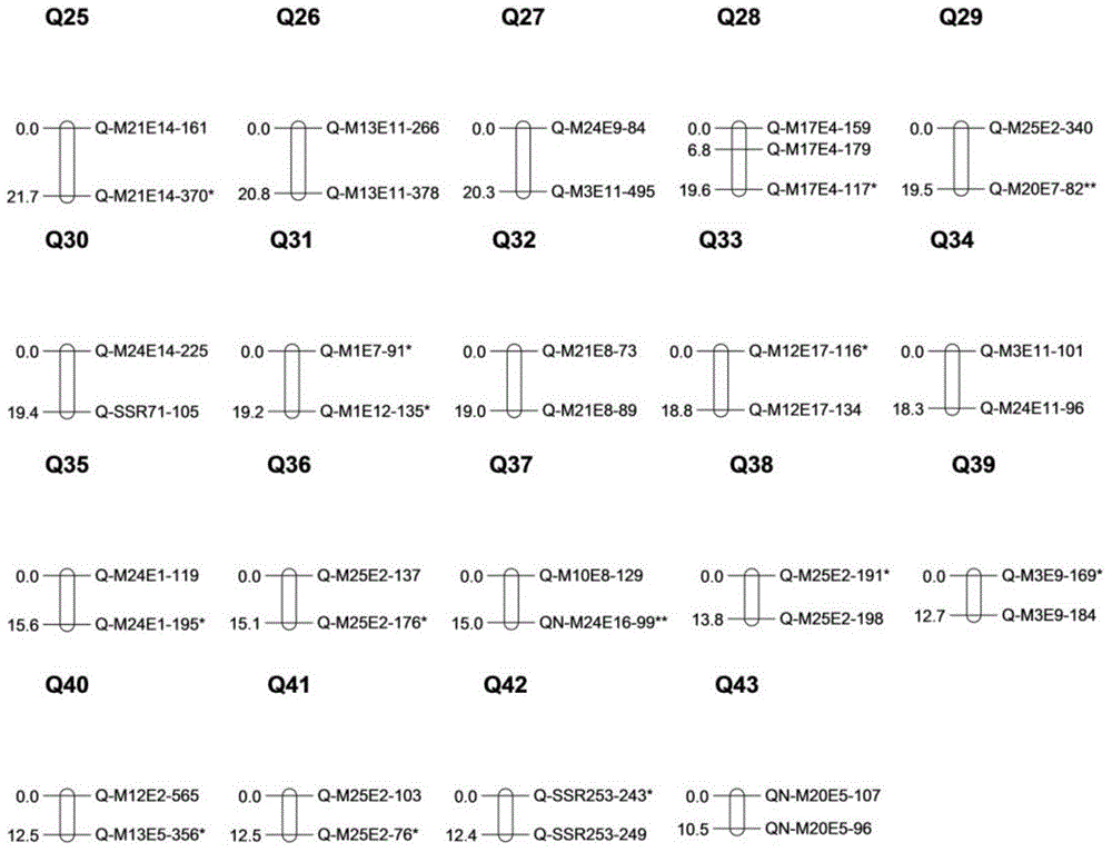 Floral character associated molecular marker screening method of amenone form chrysanthemum and application of method