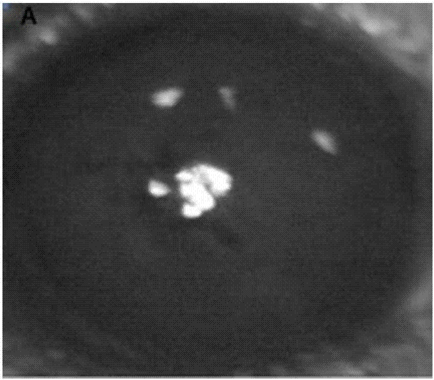 Application of adiponectin or mixed liquid of adiponectin and insulin in improving and treating ocular surface corneal epithelium and nerve injury