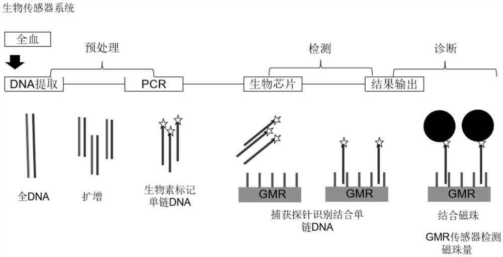 Method and device for detecting target gene or SNP (Single Nucleotide Polymorphism) site of target gene by combining asymmetric PCR (Polymerase Chain Reaction) and magnetic sensitive detector