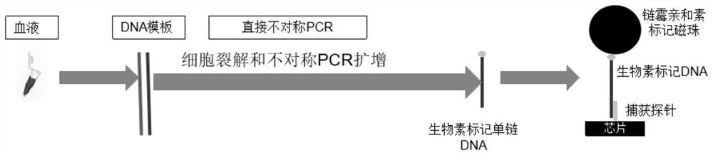 Method and device for detecting target gene or SNP (Single Nucleotide Polymorphism) site of target gene by combining asymmetric PCR (Polymerase Chain Reaction) and magnetic sensitive detector