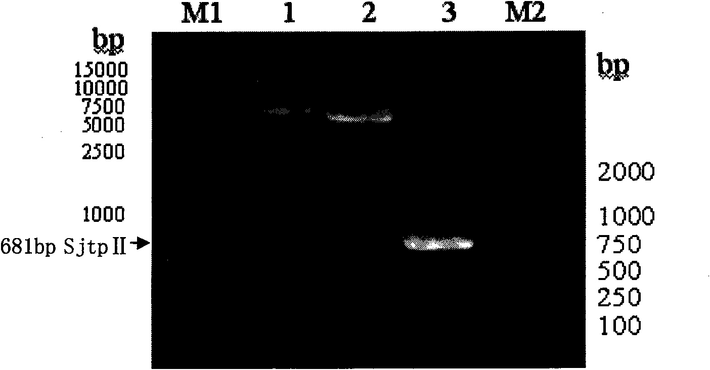 Recombinant expression carrier containing schistosoma japonicum gene and application thereof