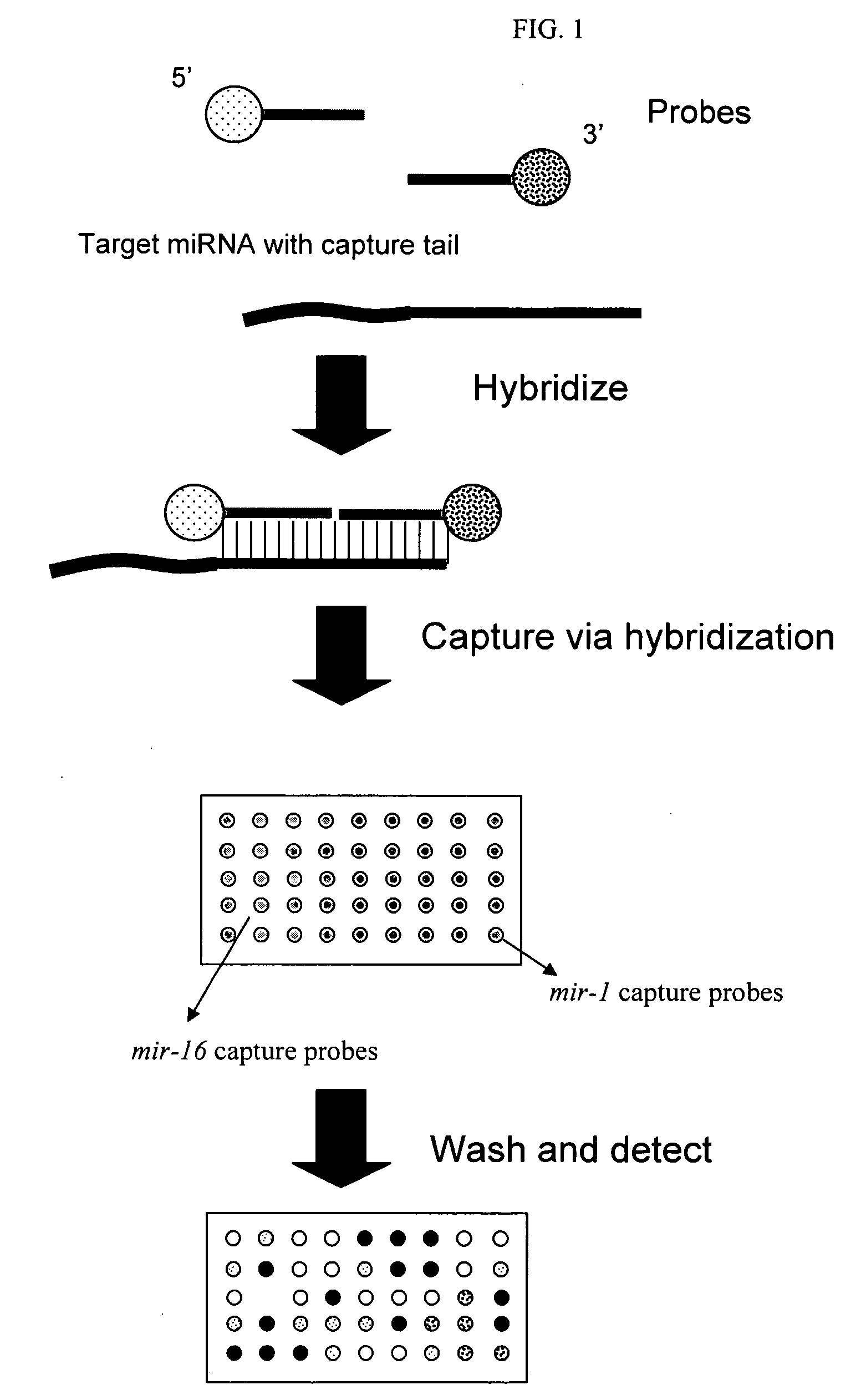 Methods and compositions for analysis of microRNA