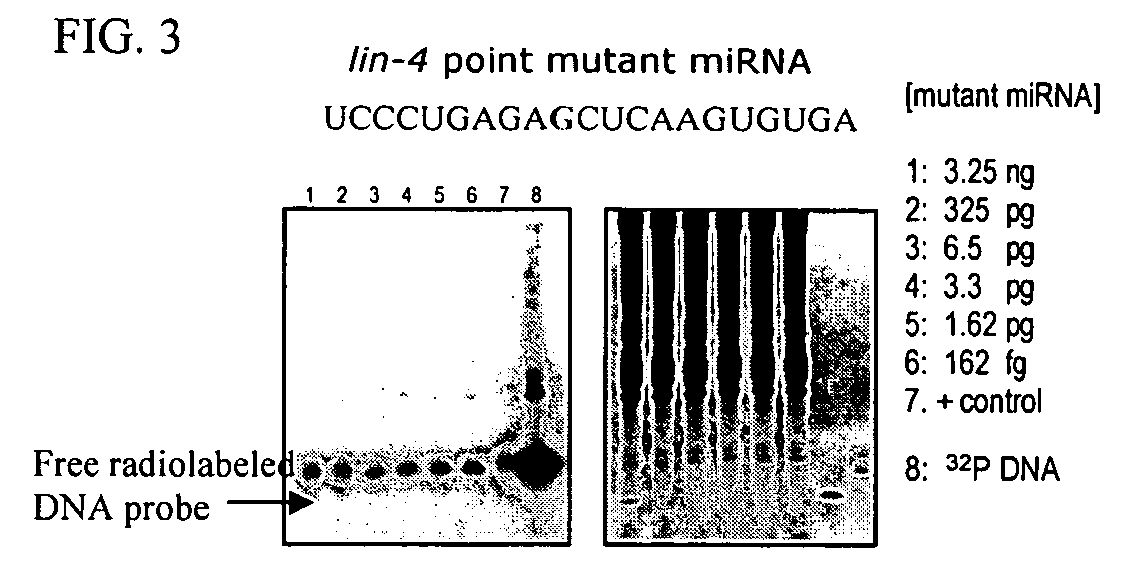 Methods and compositions for analysis of microRNA