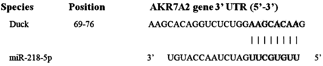 miRNA related to oxidative stress damage of duck intestinal mucosa and application thereof