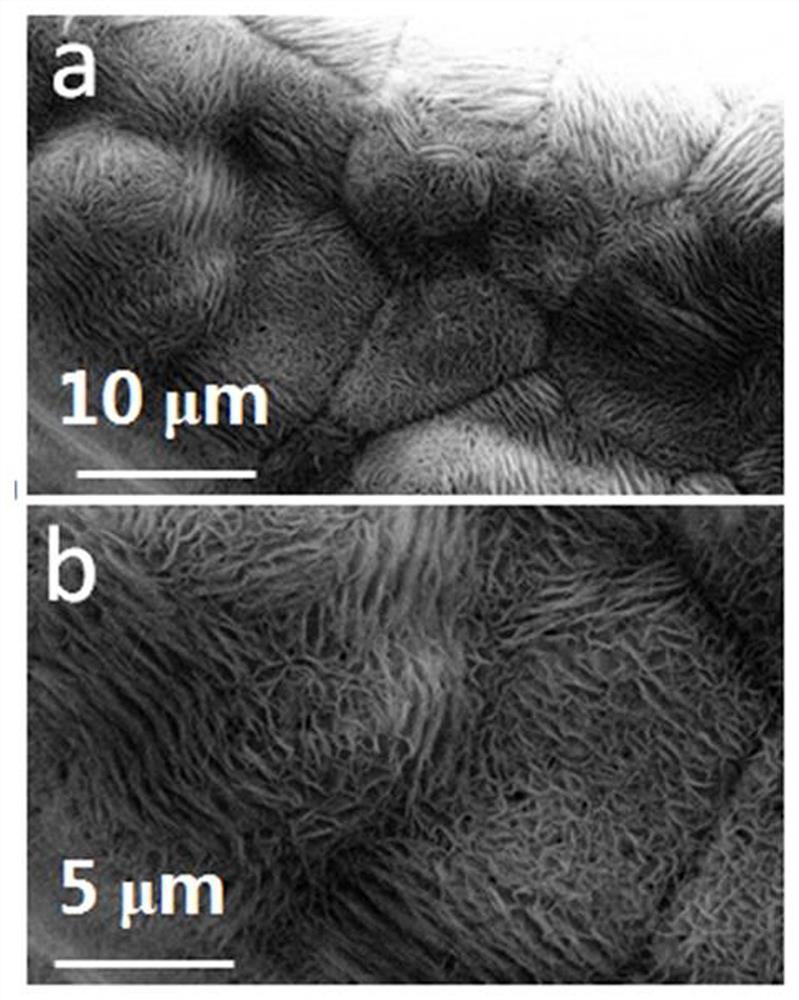 Polypyrrole coated Ni-Co-S nanoneedle array composite material and preparation method and application thereof