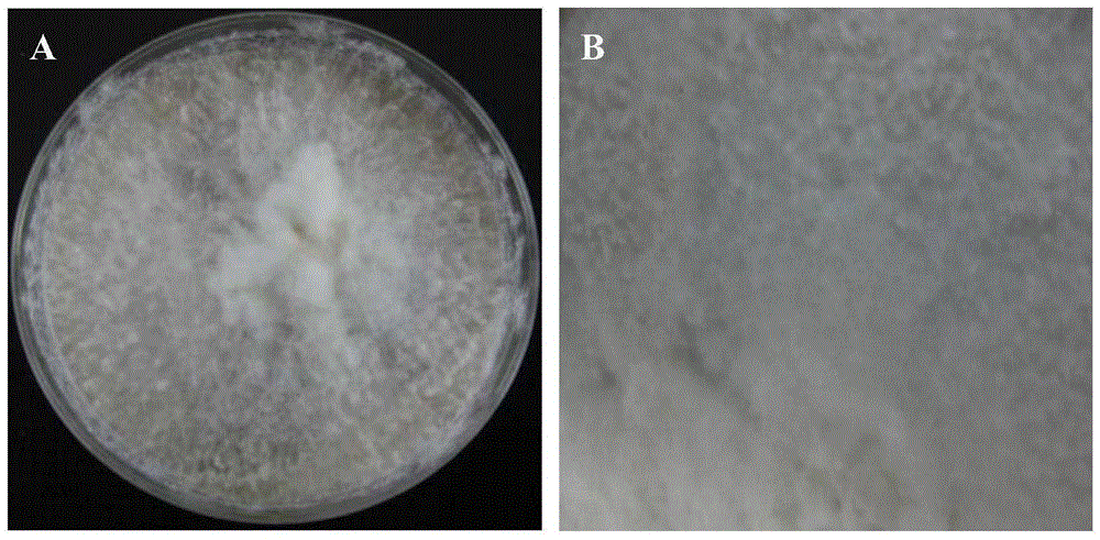 Bacterial strain for producing laccase, method for producing laccase by bacterial strain, produced laccase and application of laccase