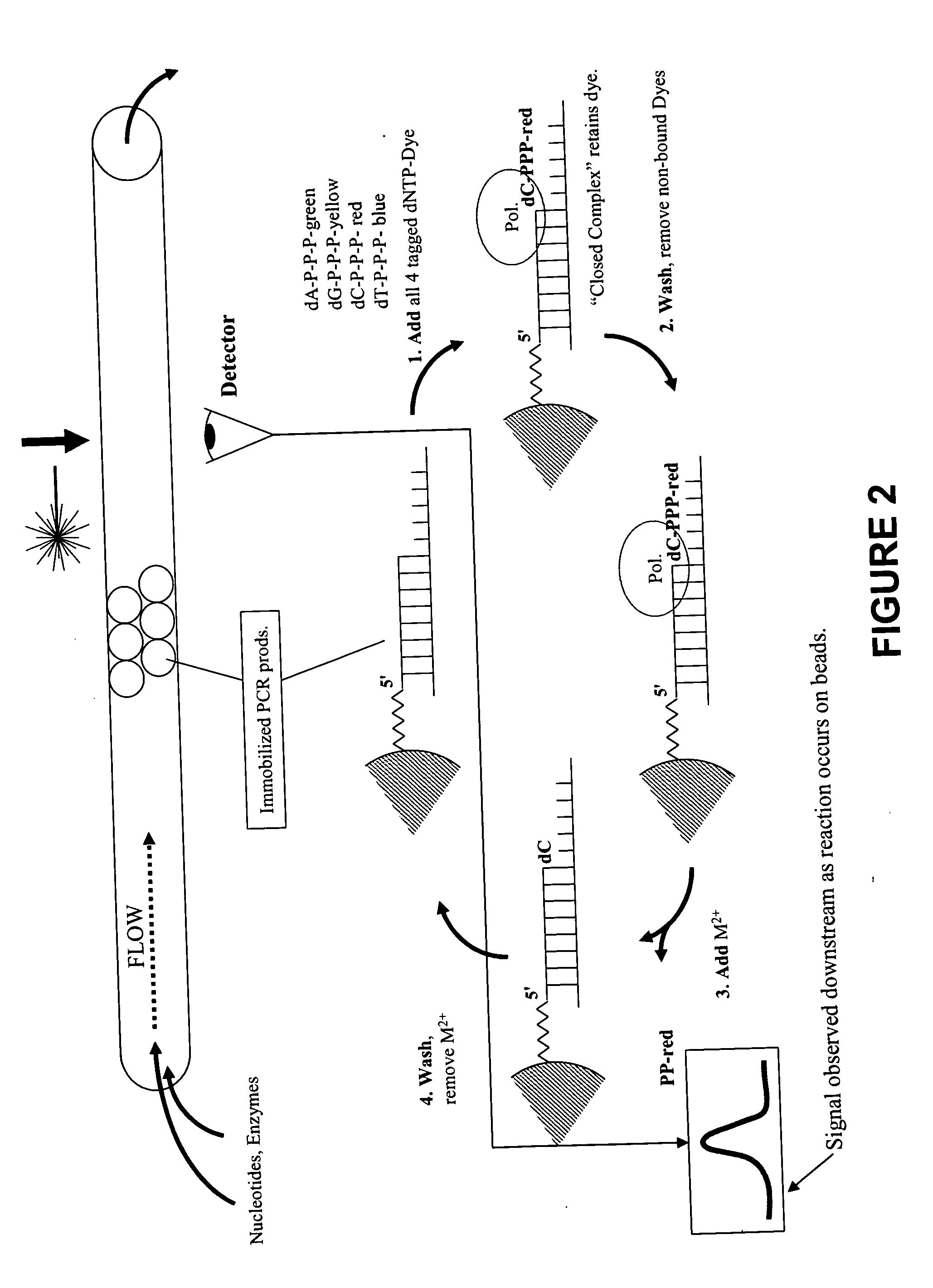 Rapid parallel nucleic acid analysis