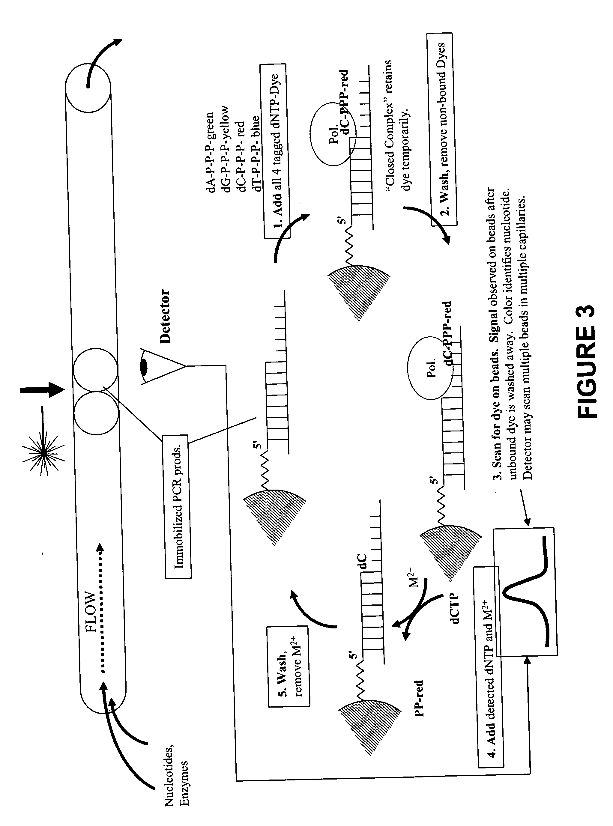 Rapid parallel nucleic acid analysis