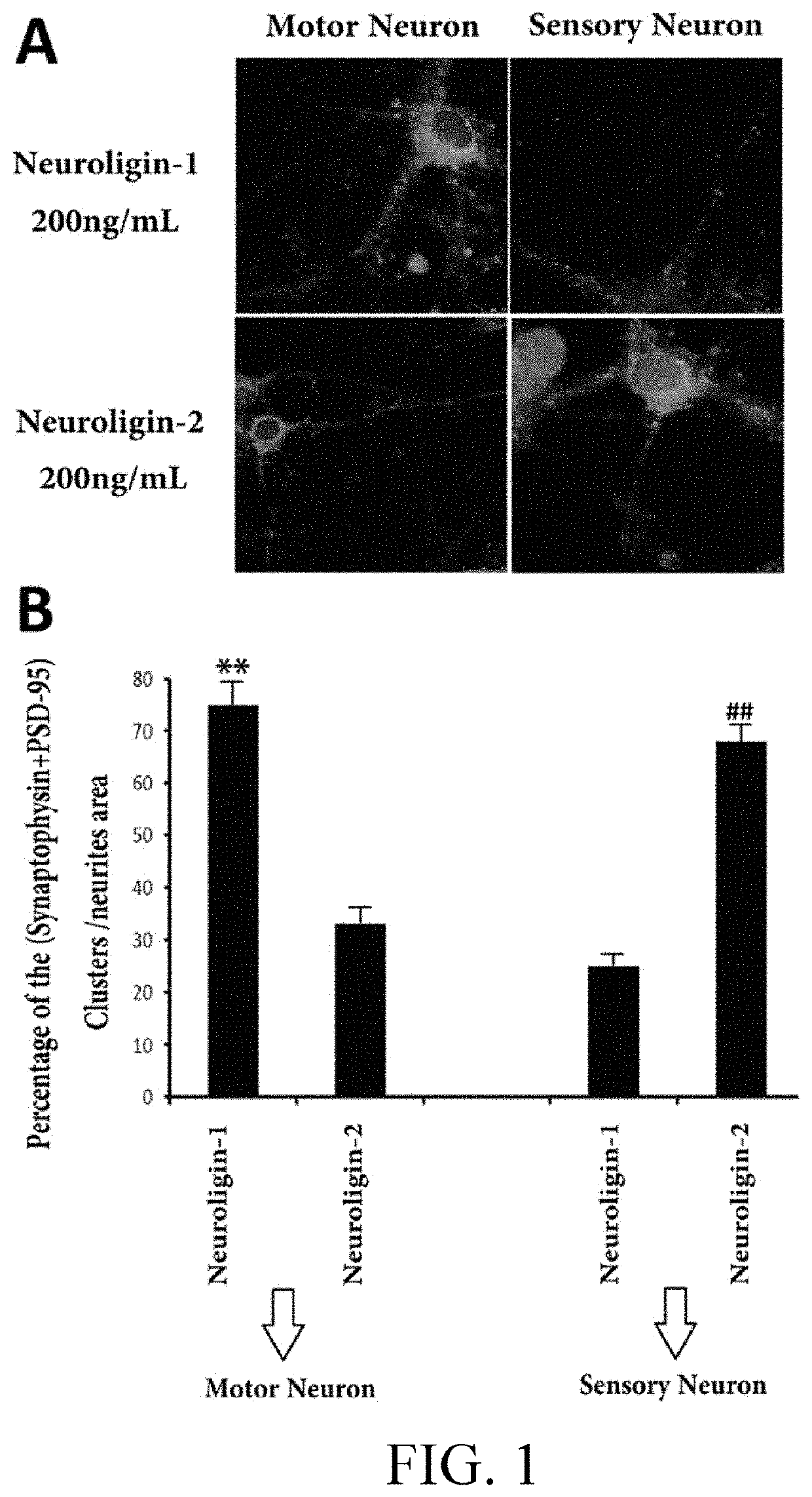 Construction and application of differentially regulated tissue-engineered nerve grafts