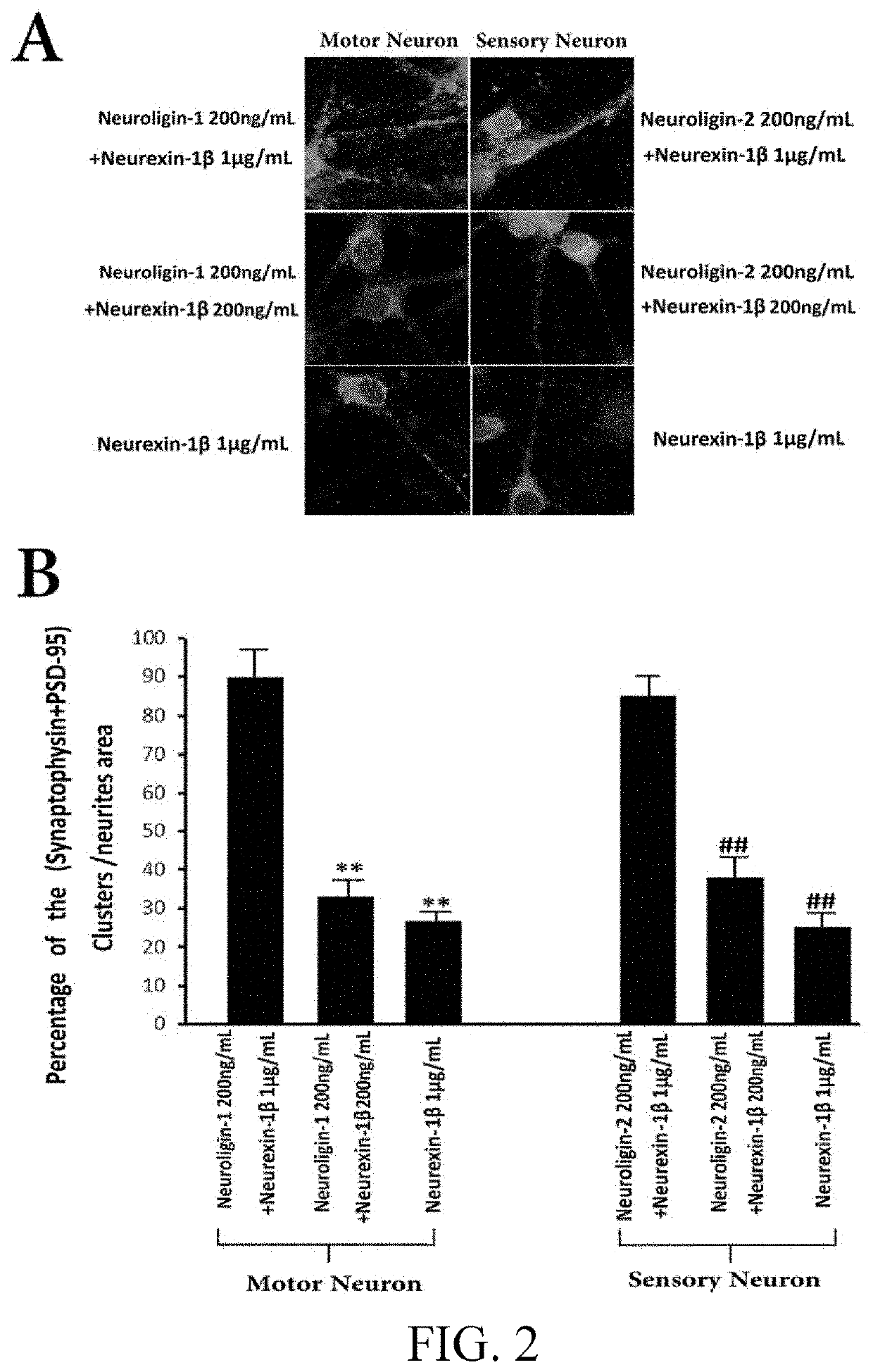 Construction and application of differentially regulated tissue-engineered nerve grafts