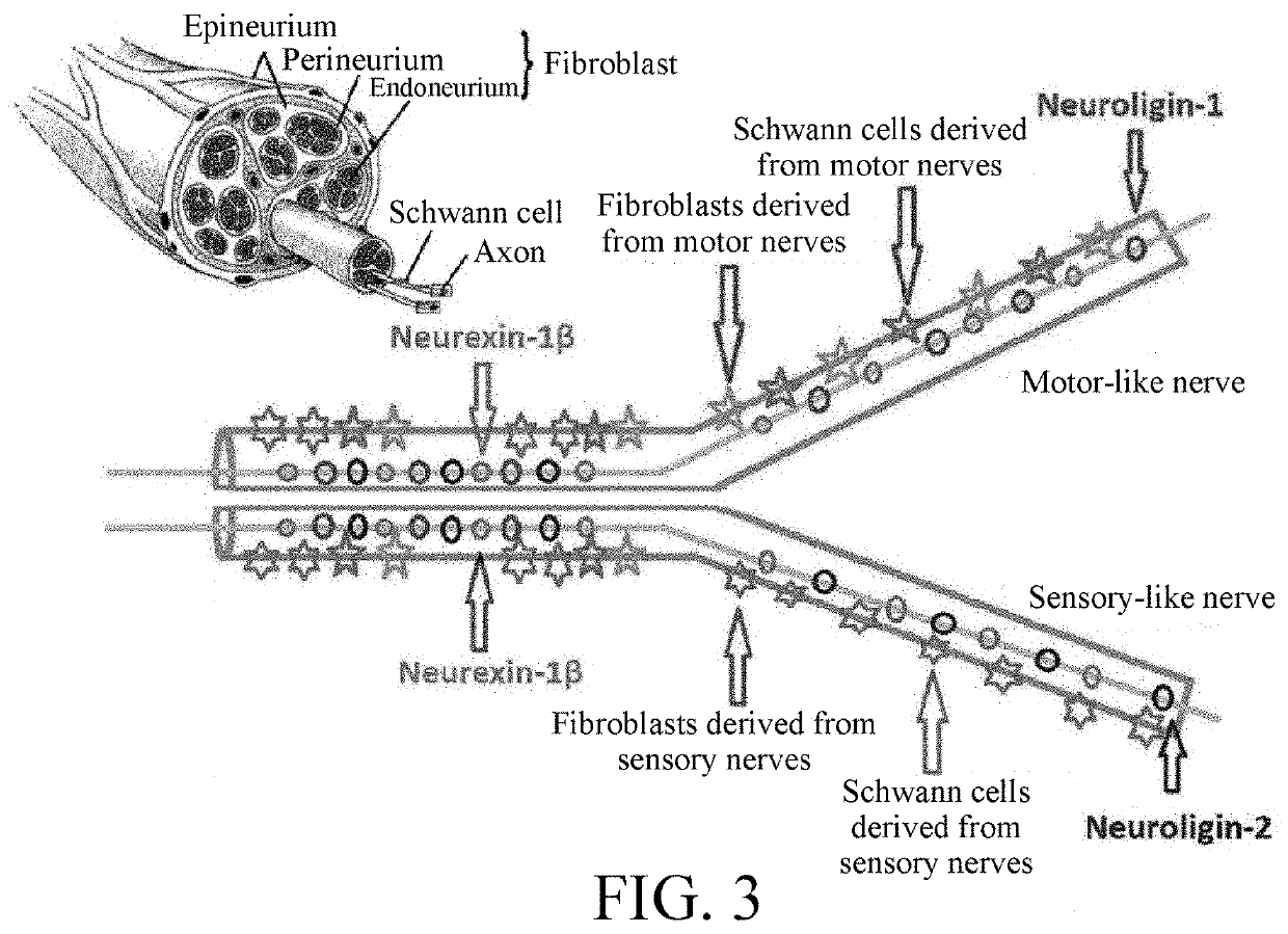 Construction and application of differentially regulated tissue-engineered nerve grafts