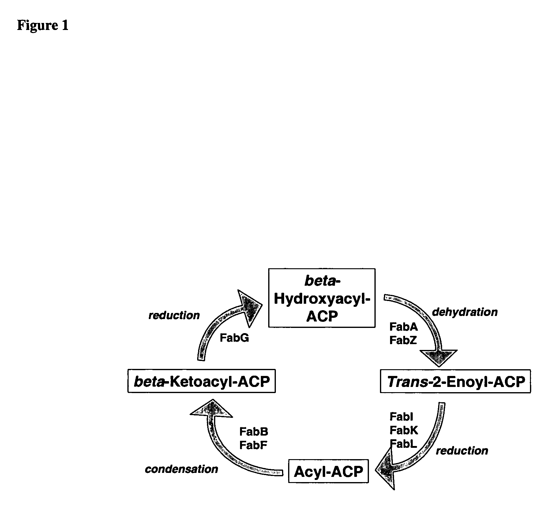 Compositions comprising multiple bioactive agents, and methods of using the same