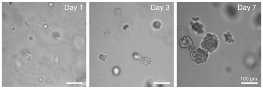 Method for culturing cell sphere by using self-assembled polypeptide derivative hydrogel, cell sphere and application of cell sphere