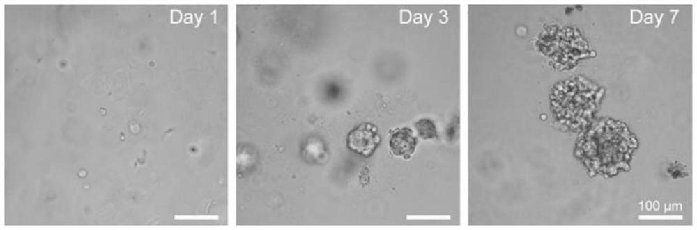 Method for culturing cell sphere by using self-assembled polypeptide derivative hydrogel, cell sphere and application of cell sphere