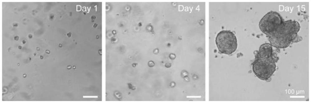 Method for culturing cell sphere by using self-assembled polypeptide derivative hydrogel, cell sphere and application of cell sphere