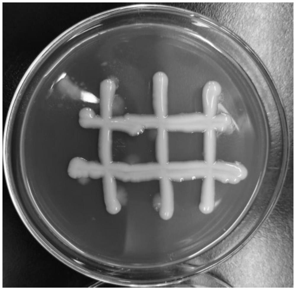 Bacillus coagulans and method for catalytically producing 2'-deoxyadenosine by bacillus coagulans