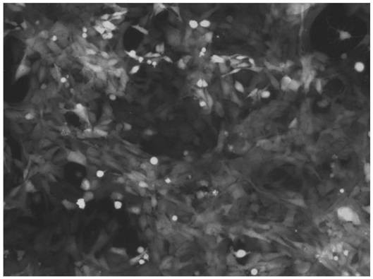 Recombinant cell strain HSCT6-rADHI as well as construction method and application thereof