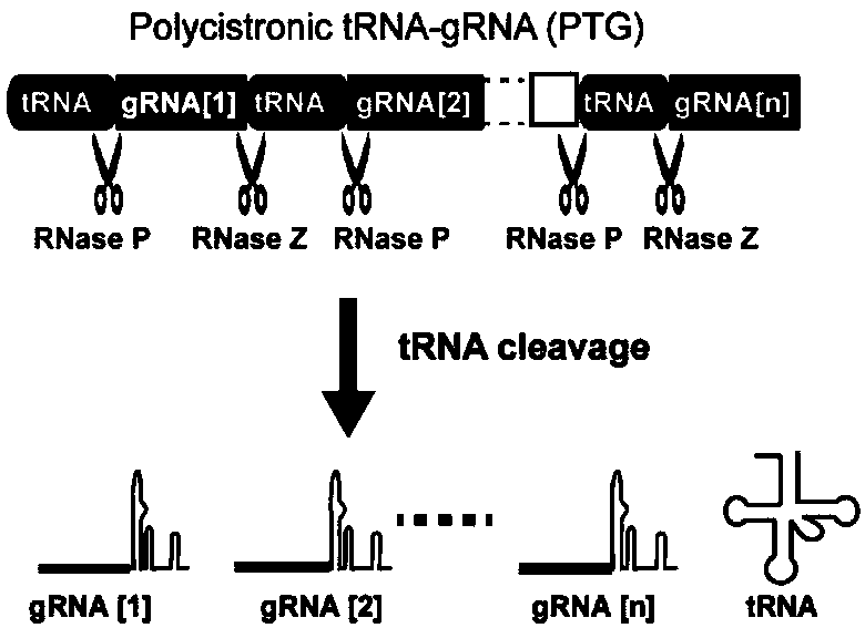 Genome editing method based on CRISPR (Clustered Regularly Interspaced Short Palindromic Repeat) system and application thereof