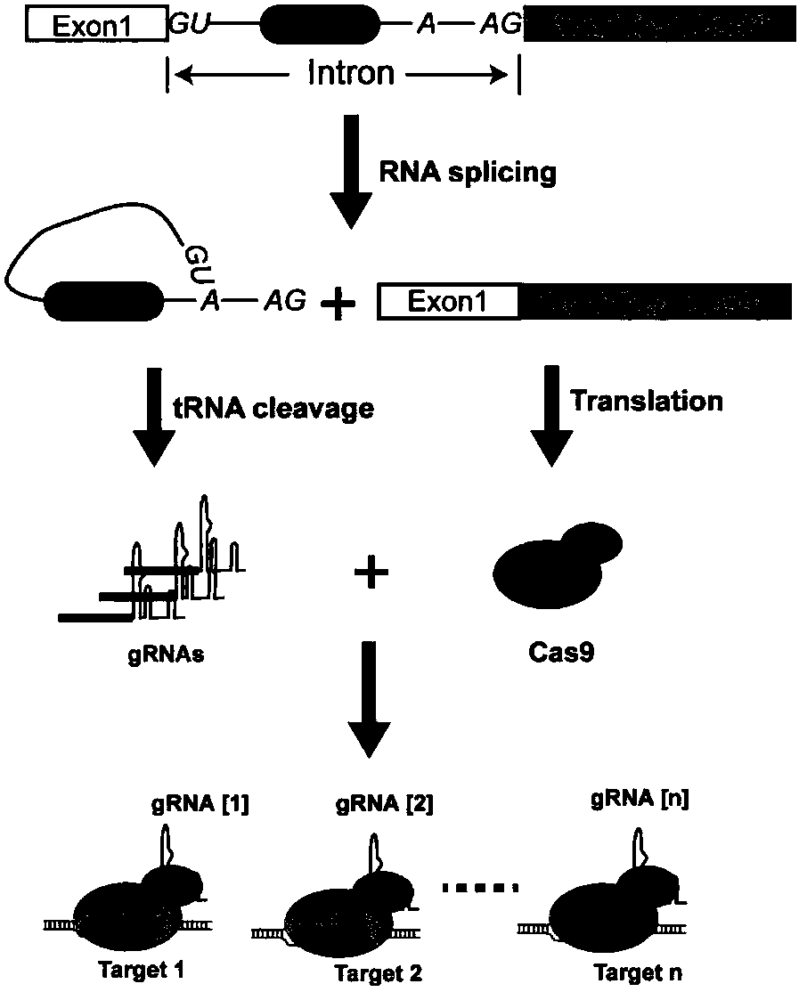 Genome editing method based on CRISPR (Clustered Regularly Interspaced Short Palindromic Repeat) system and application thereof