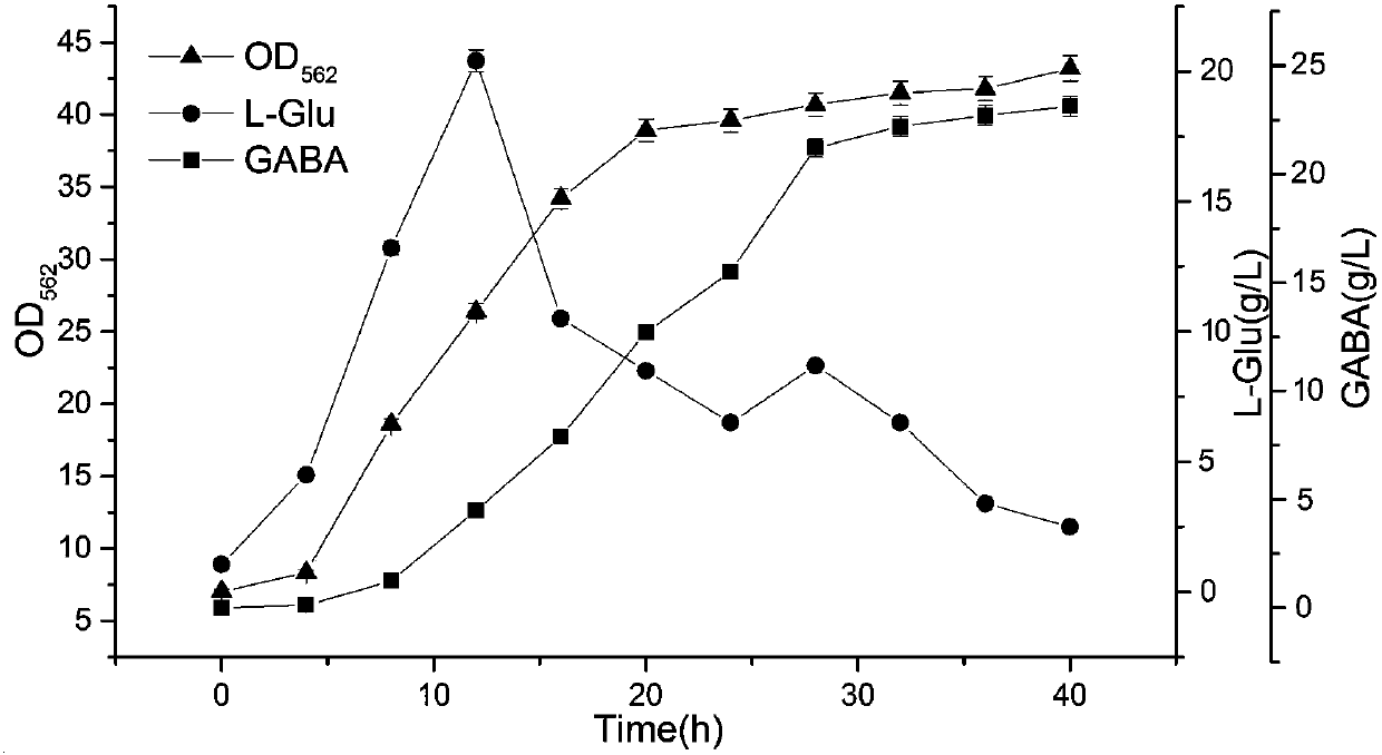 Corynebacterium glutamicum for producing gamma-aminobutyric acid, and building method and application thereof