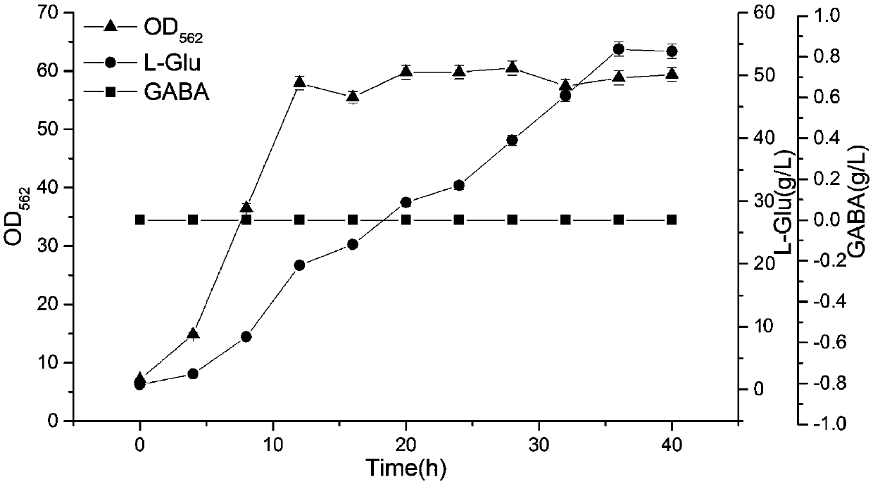 Corynebacterium glutamicum for producing gamma-aminobutyric acid, and building method and application thereof