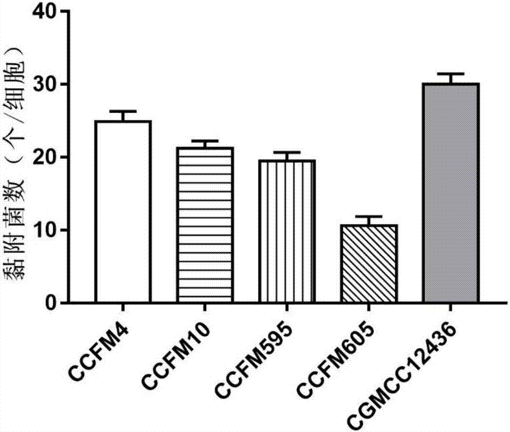 Lactobacillus plantarum capable of adjusting ampicillin induced intestinal flora disturbance